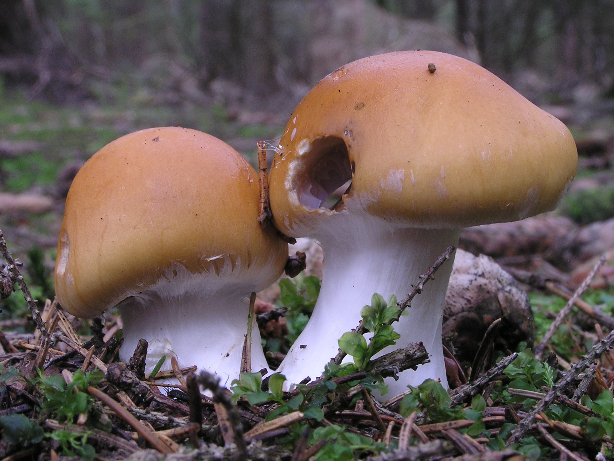 pavučinec různý (Cortinarius varius)