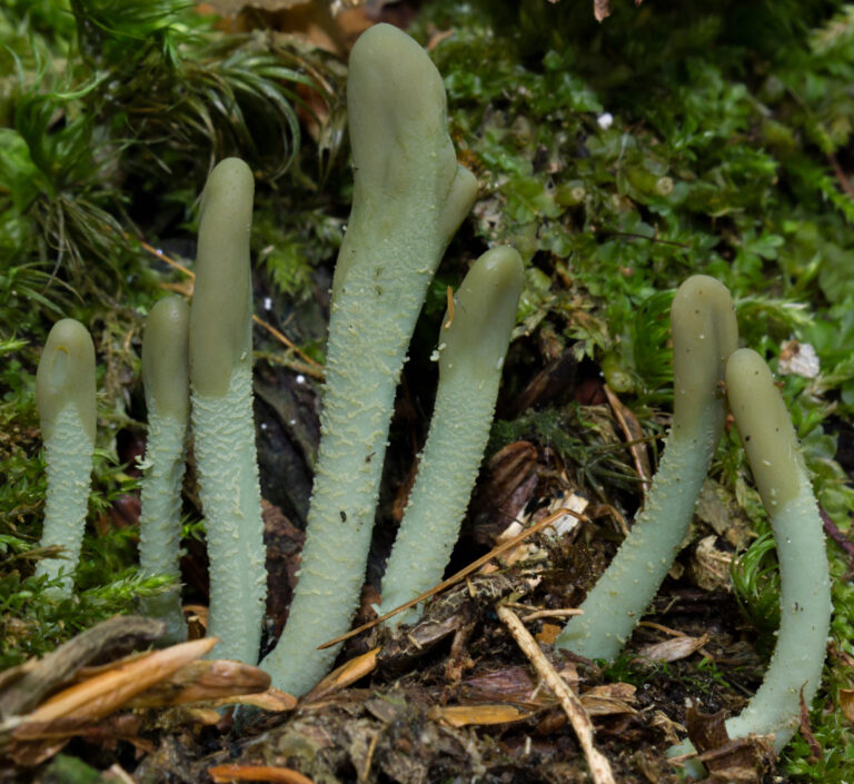 pazoubek zelený (Microglossum viride)