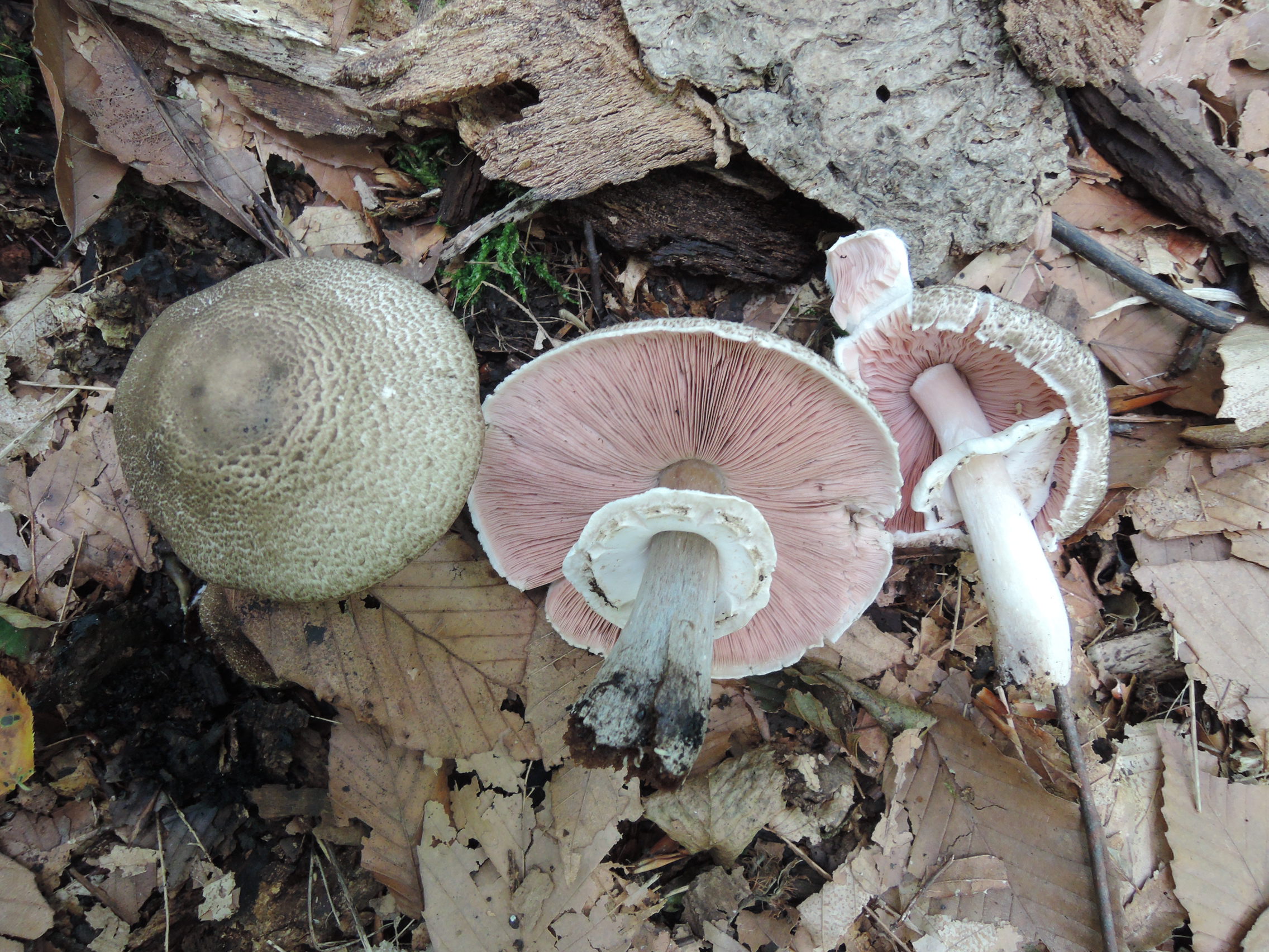 pečárka Bohusova (Agaricus bohusii)