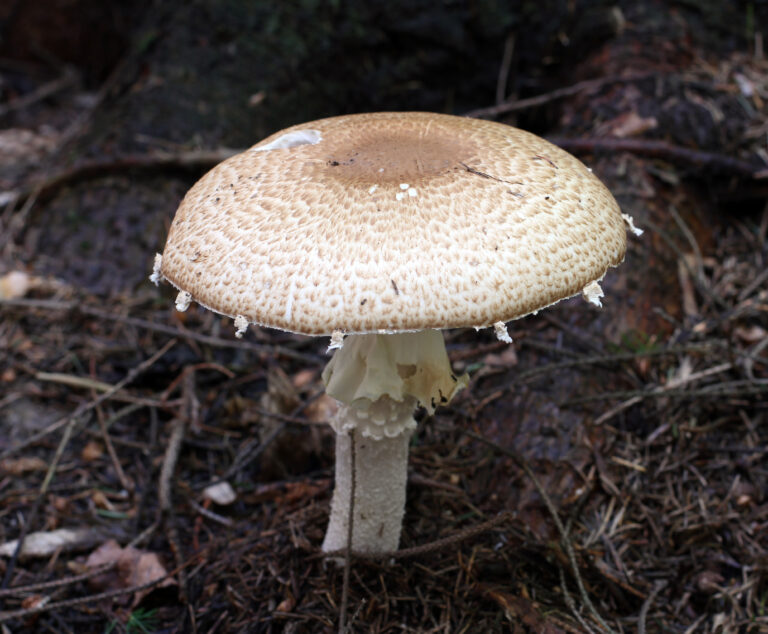 pečárka císařská (Agaricus augustus)