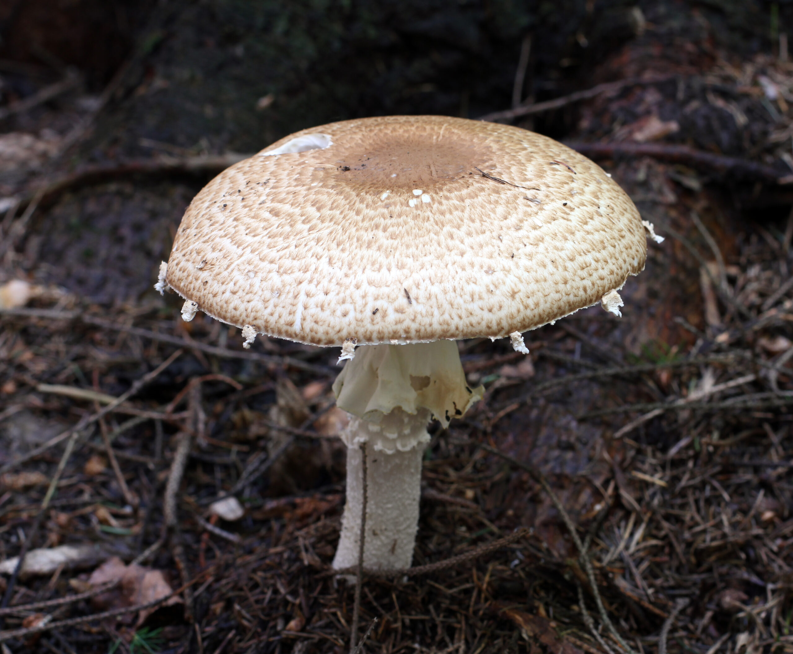 pečárka císařská (Agaricus augustus)