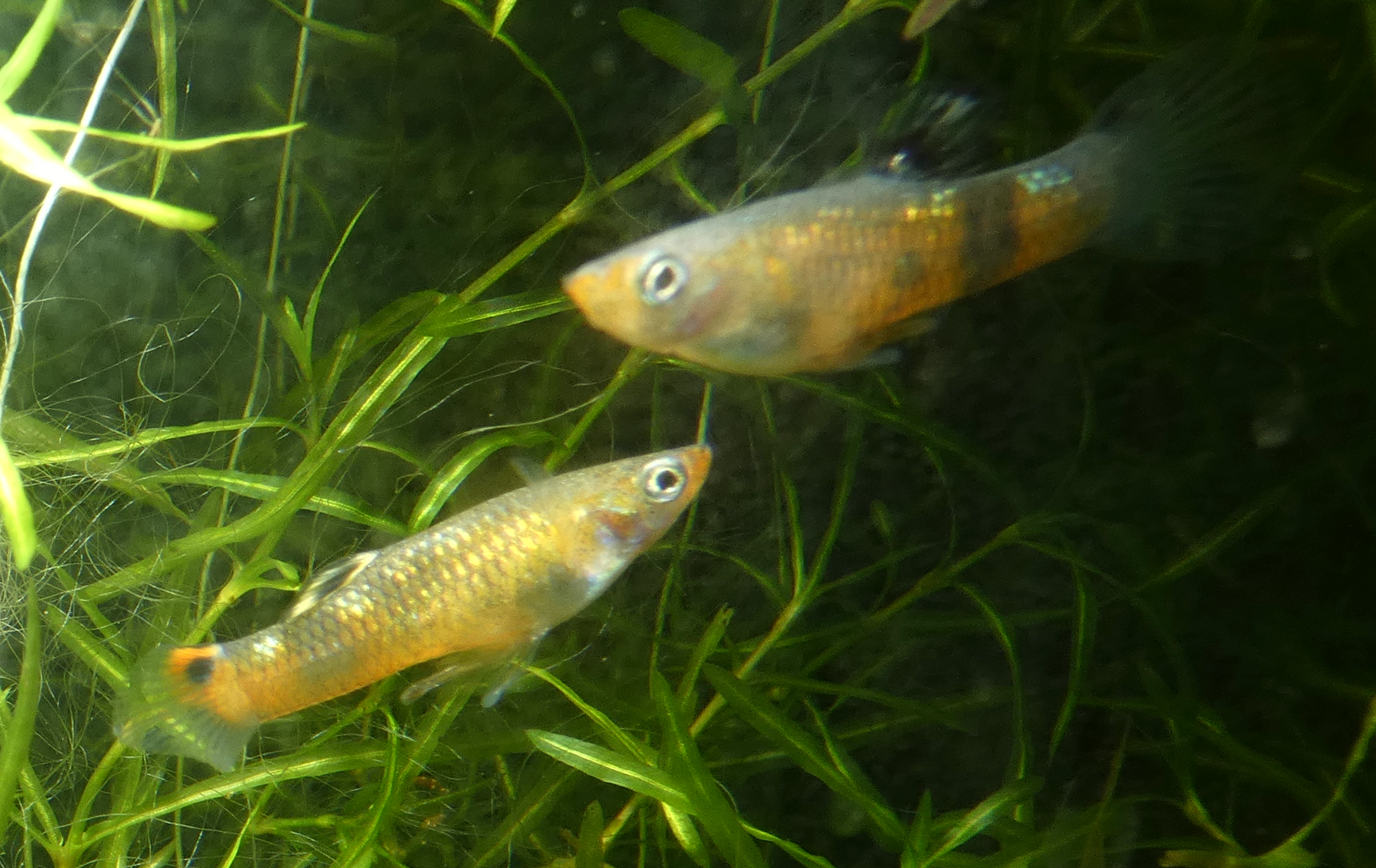 pecilka pestrá (Micropoecilia picta)