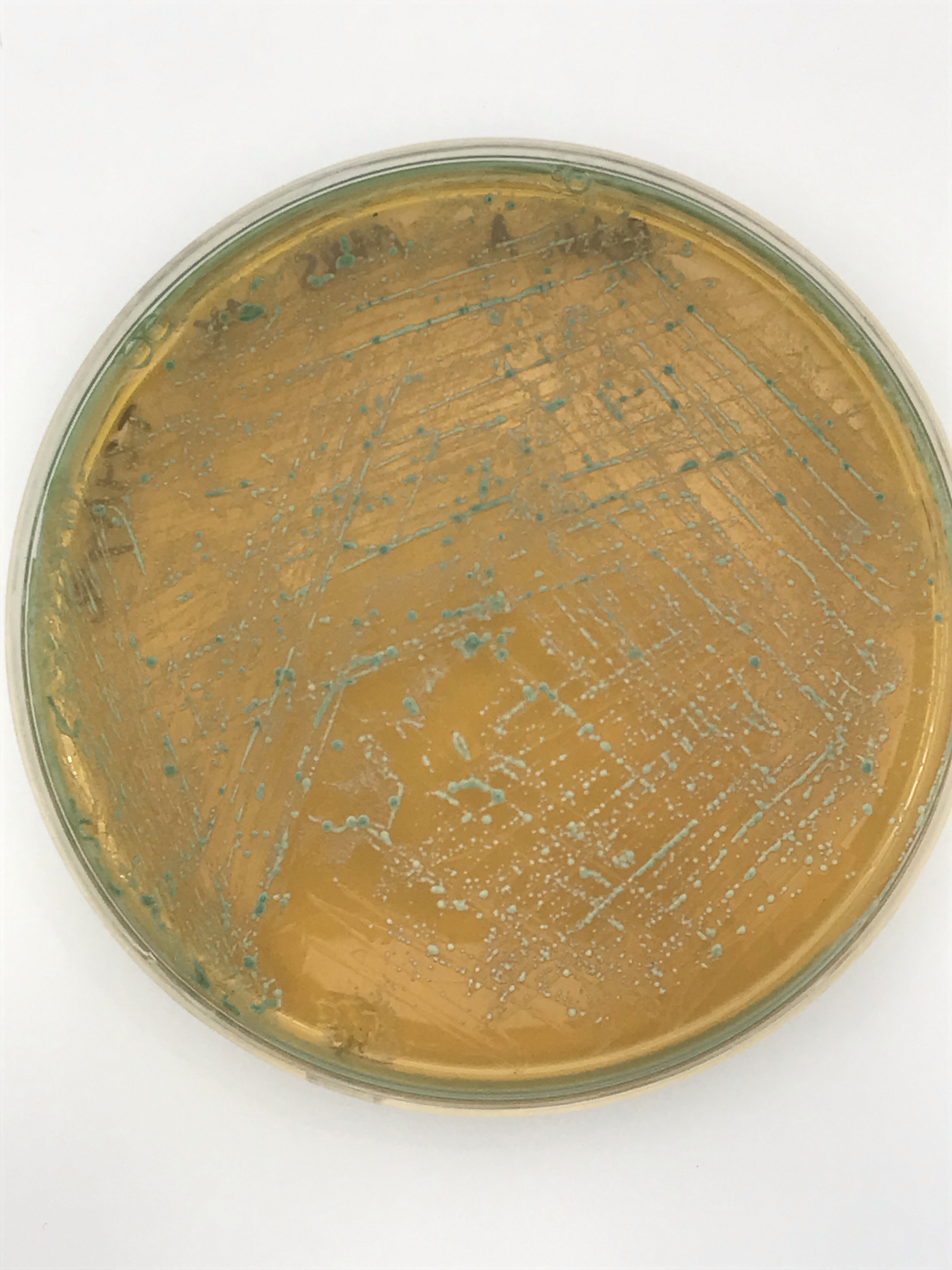 Pediococcus acidilactici