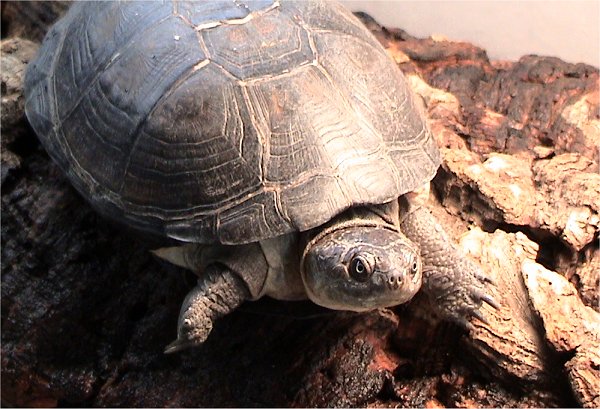 pelusie tmavá (Pelusios subniger)