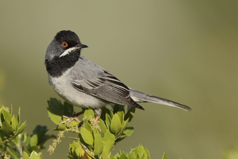 pěnice turecká (Curruca ruppeli)