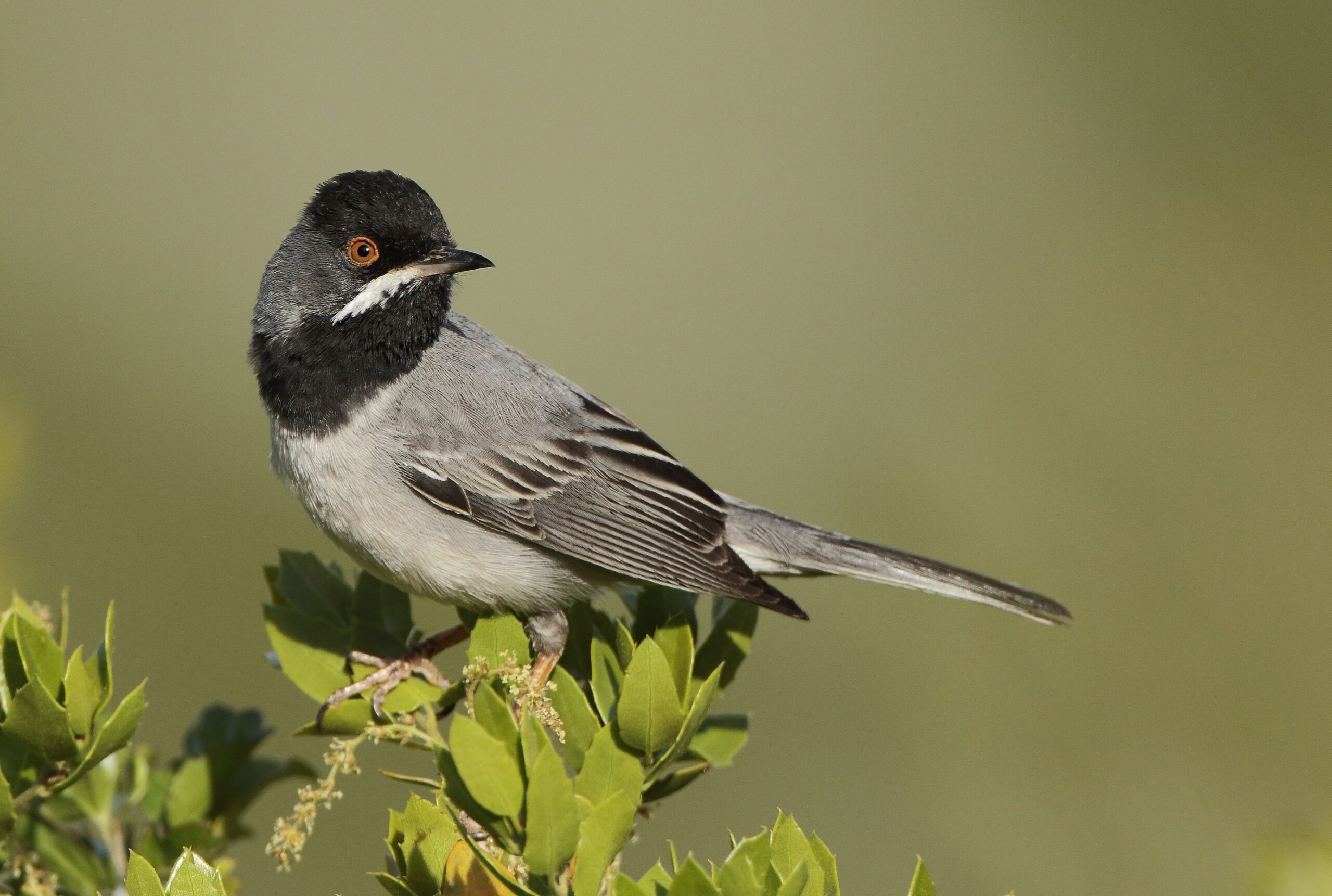 pěnice turecká (Curruca ruppeli)