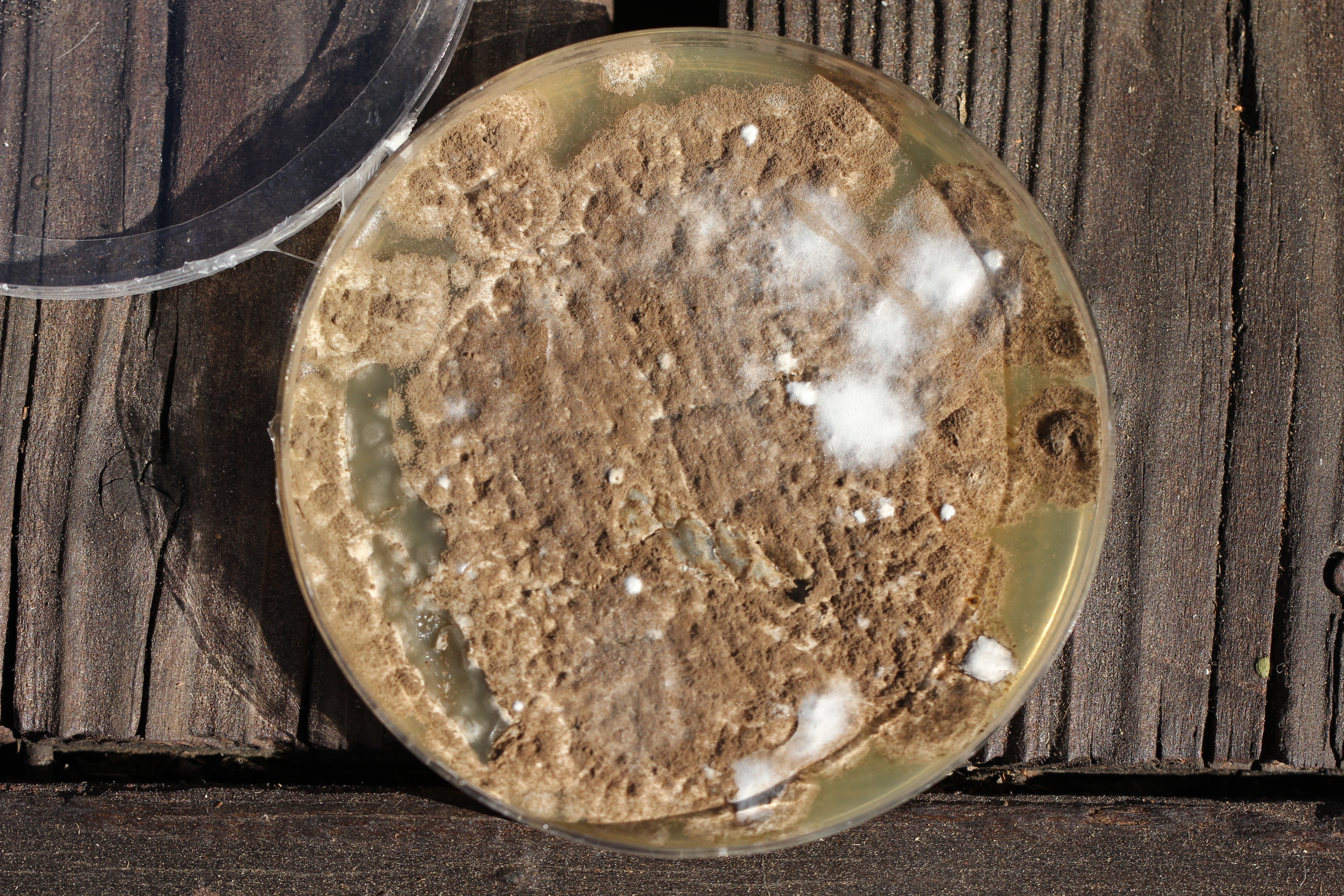 Penicillium brevicompactum