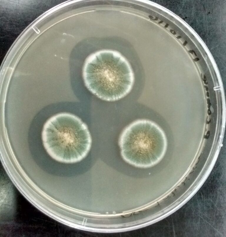 Penicillium commune