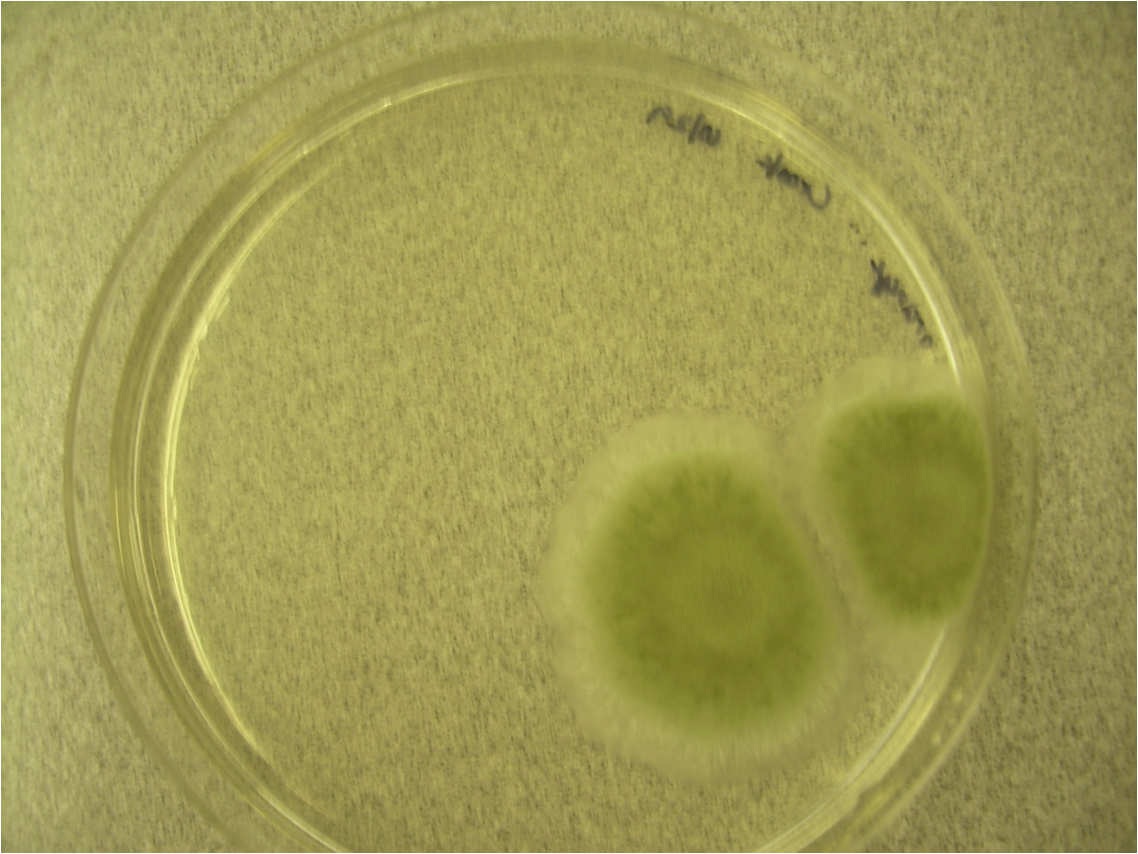 Penicillium expansum