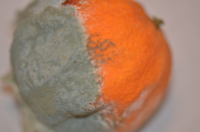 Penicillium italicum