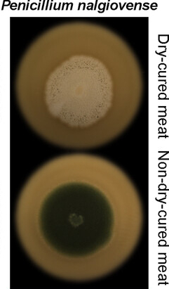 Penicillium nalgiovense