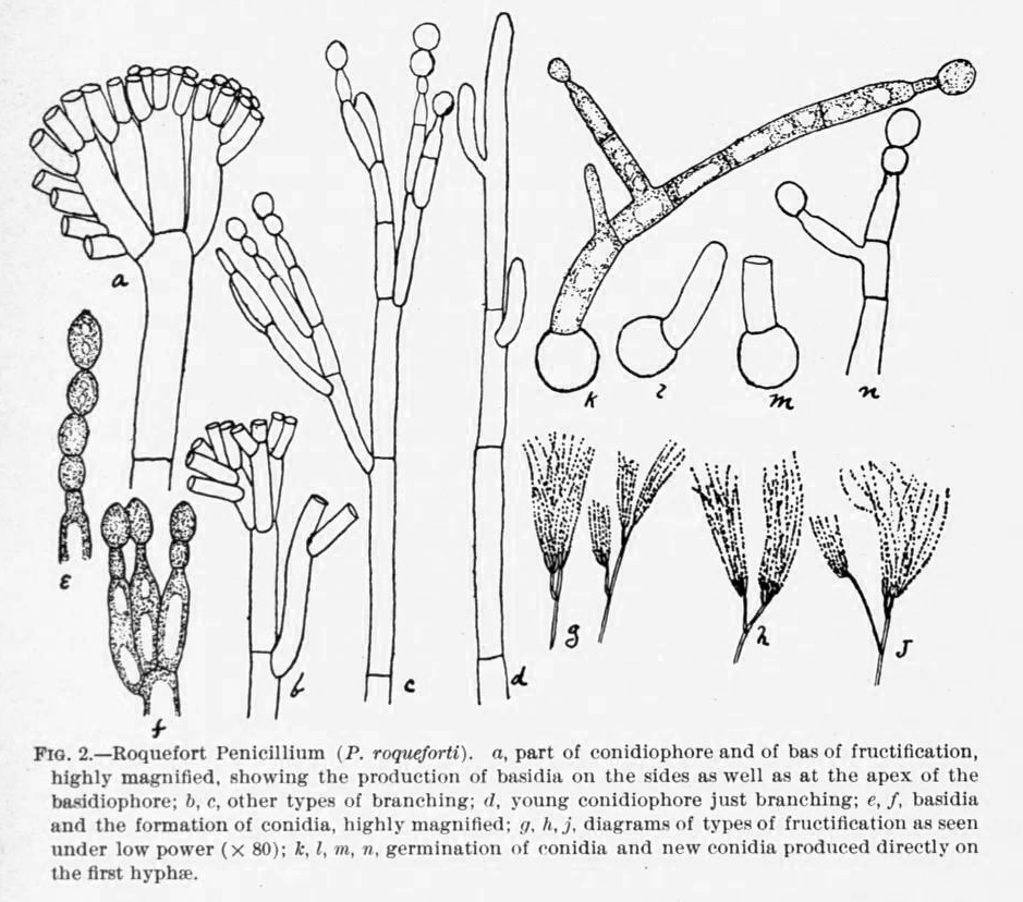 Penicillium roqueforti