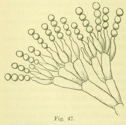 Penicillium solitum