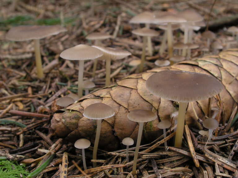 penízovka smrková penízovka smrková (Strobilurus esculentus)