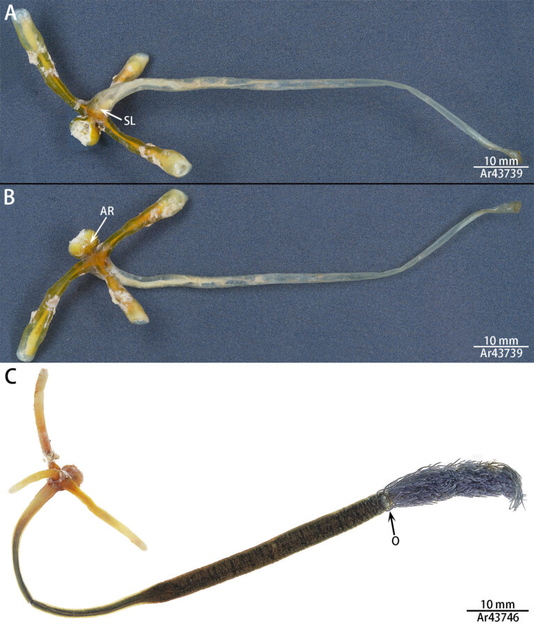 Pennella balaenoptera