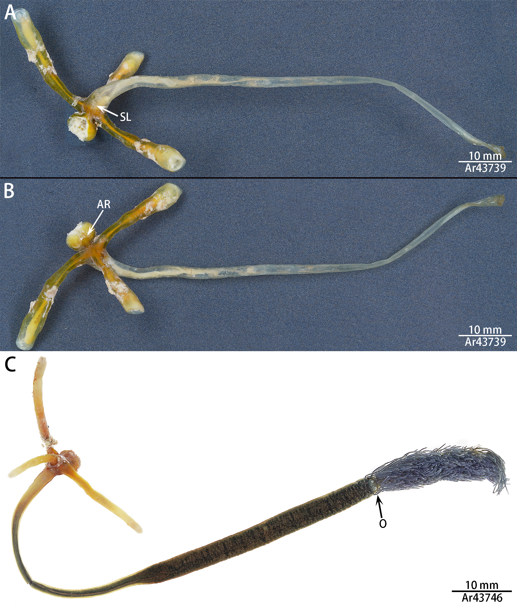 Pennella balaenoptera