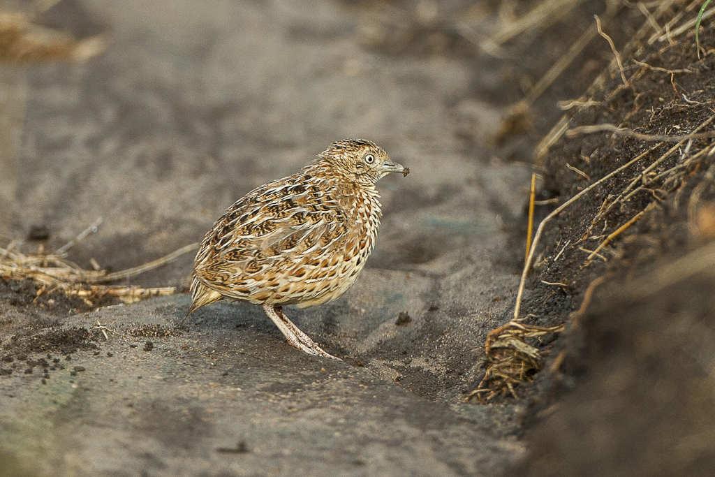 perepel malý (Turnix sylvaticus)