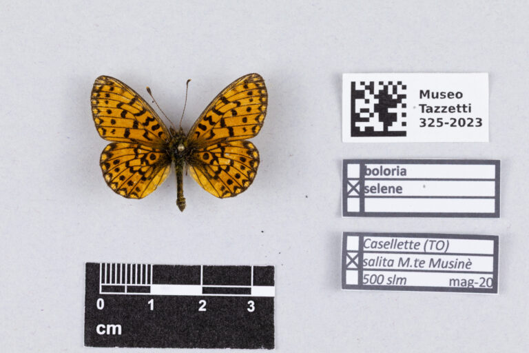 perleťovec dvanáctitečný (Boloria selene)