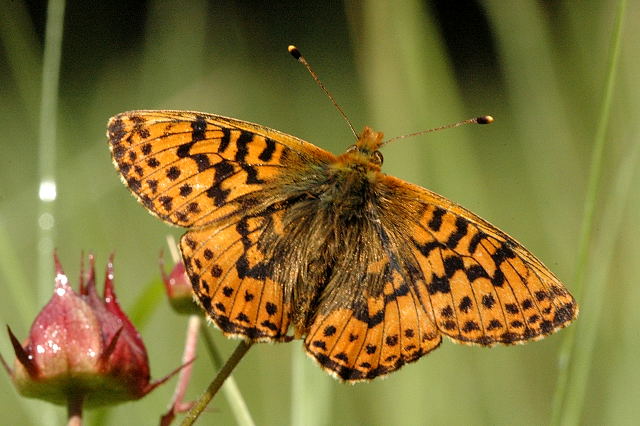 perleťovec severní (Boloria aquilonaris)