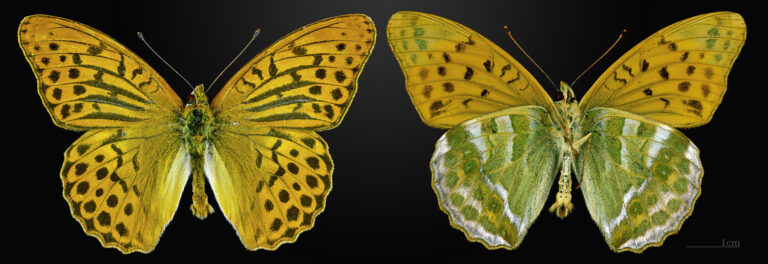 perleťovec stříbropásek (Argynnis paphia)