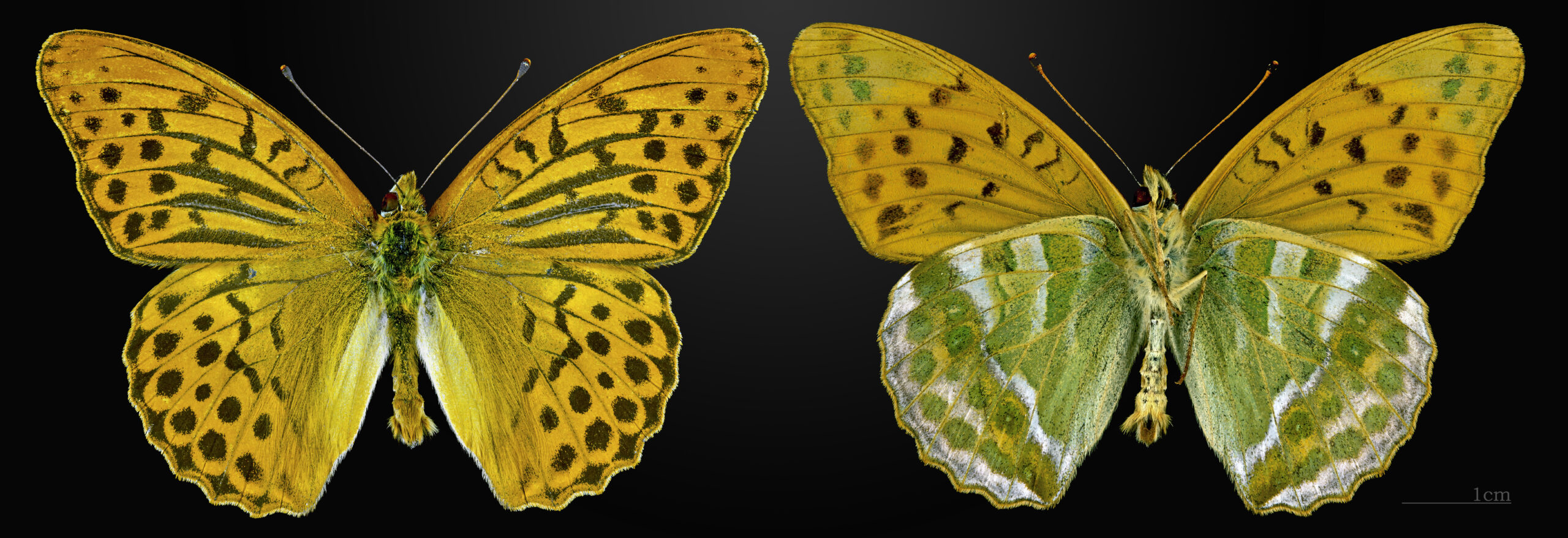 perleťovec stříbropásek (Argynnis paphia)