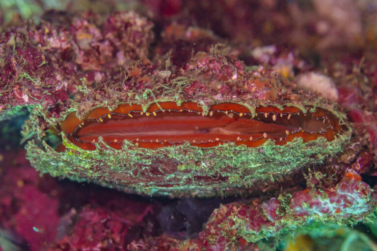perlotvorka mořská perlotvorka mořská (Pinctada margaritifera)