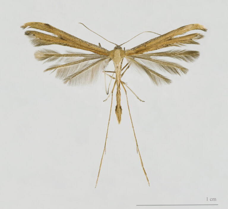 Pernatuška svlačcová (Emmelina monodactyla)