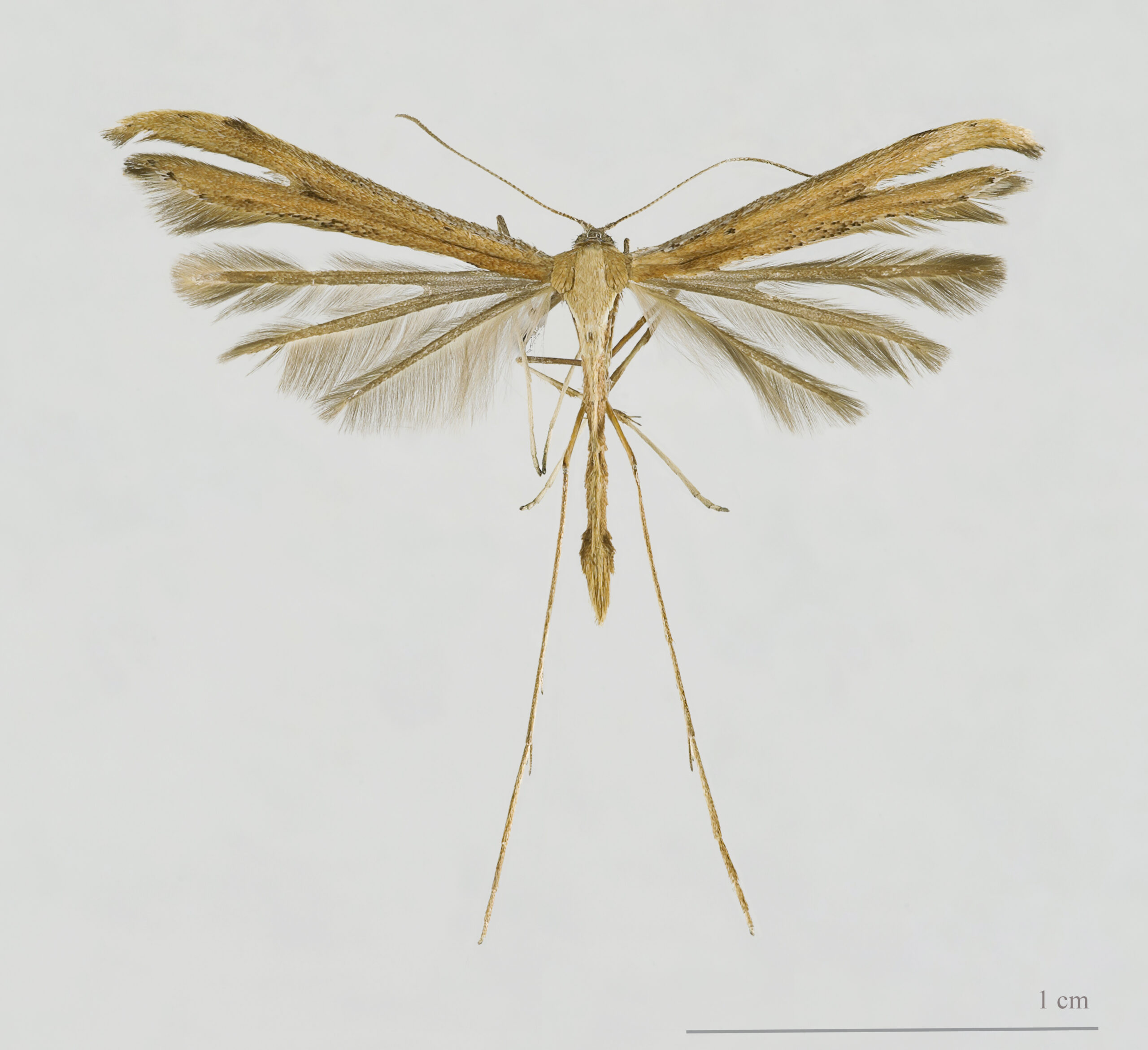 Pernatuška svlačcová (Emmelina monodactyla)