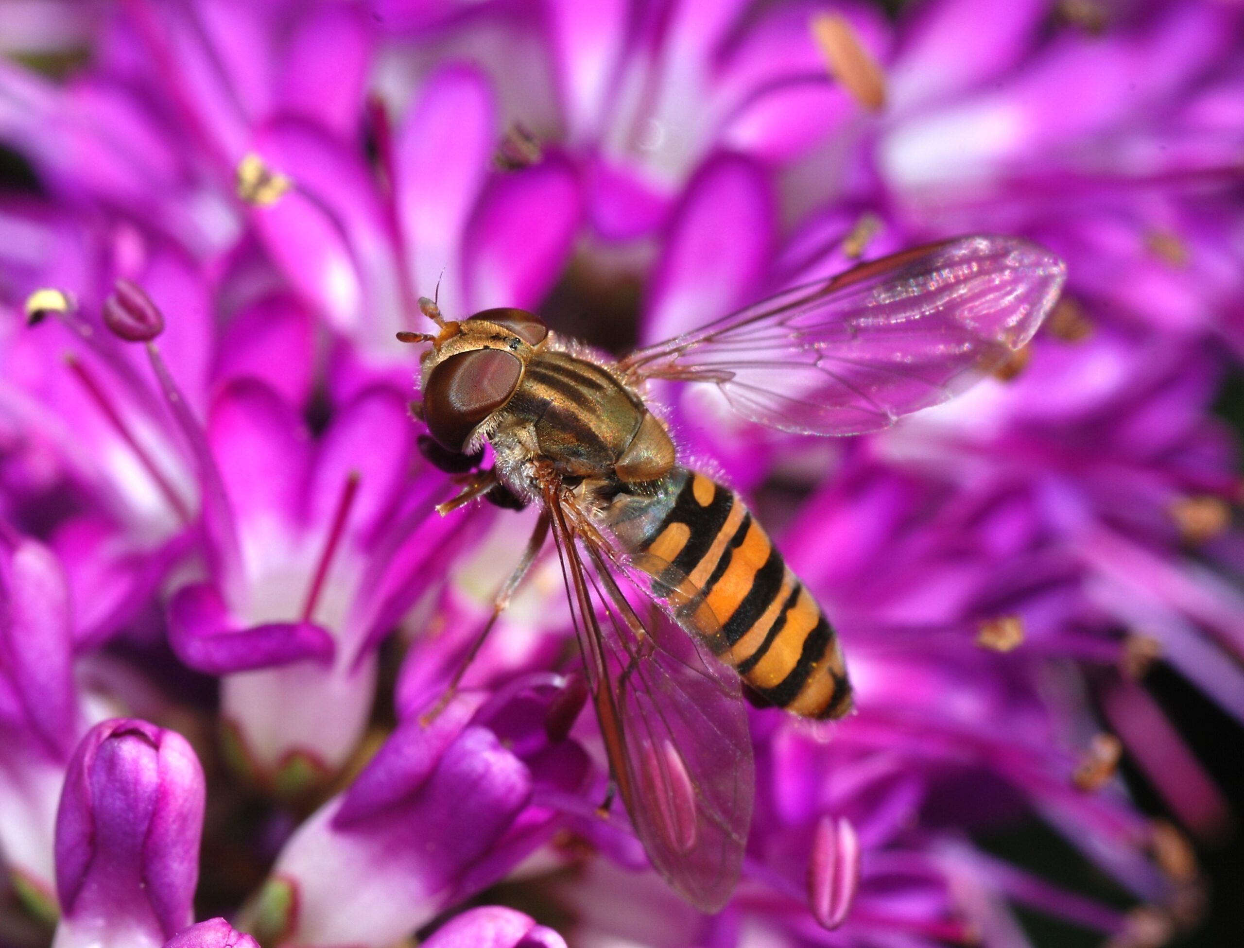 pestřenka pruhovaná (Episyrphus balteatus)