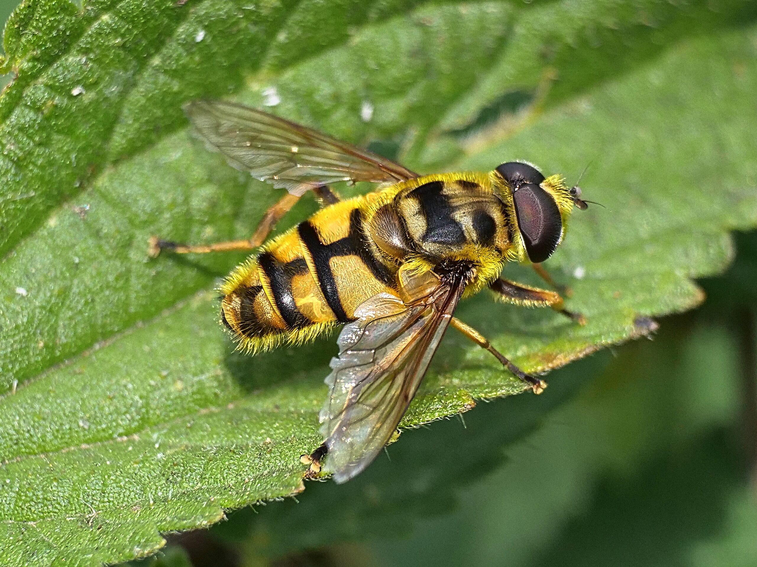 Pestřenka smrtihlavka (Myathropa florea)