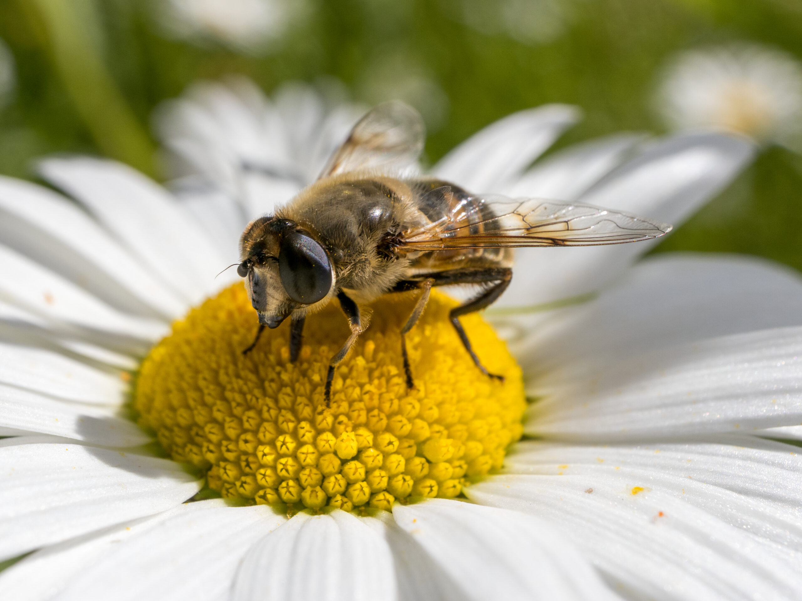 pestřenka trubcová (Eristalis tenax)