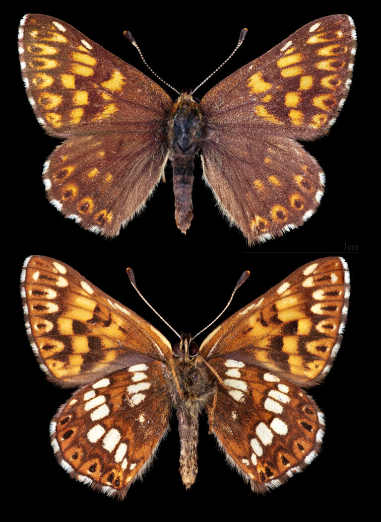 pestrobarvec petrklíčový (Hamearis lucina)
