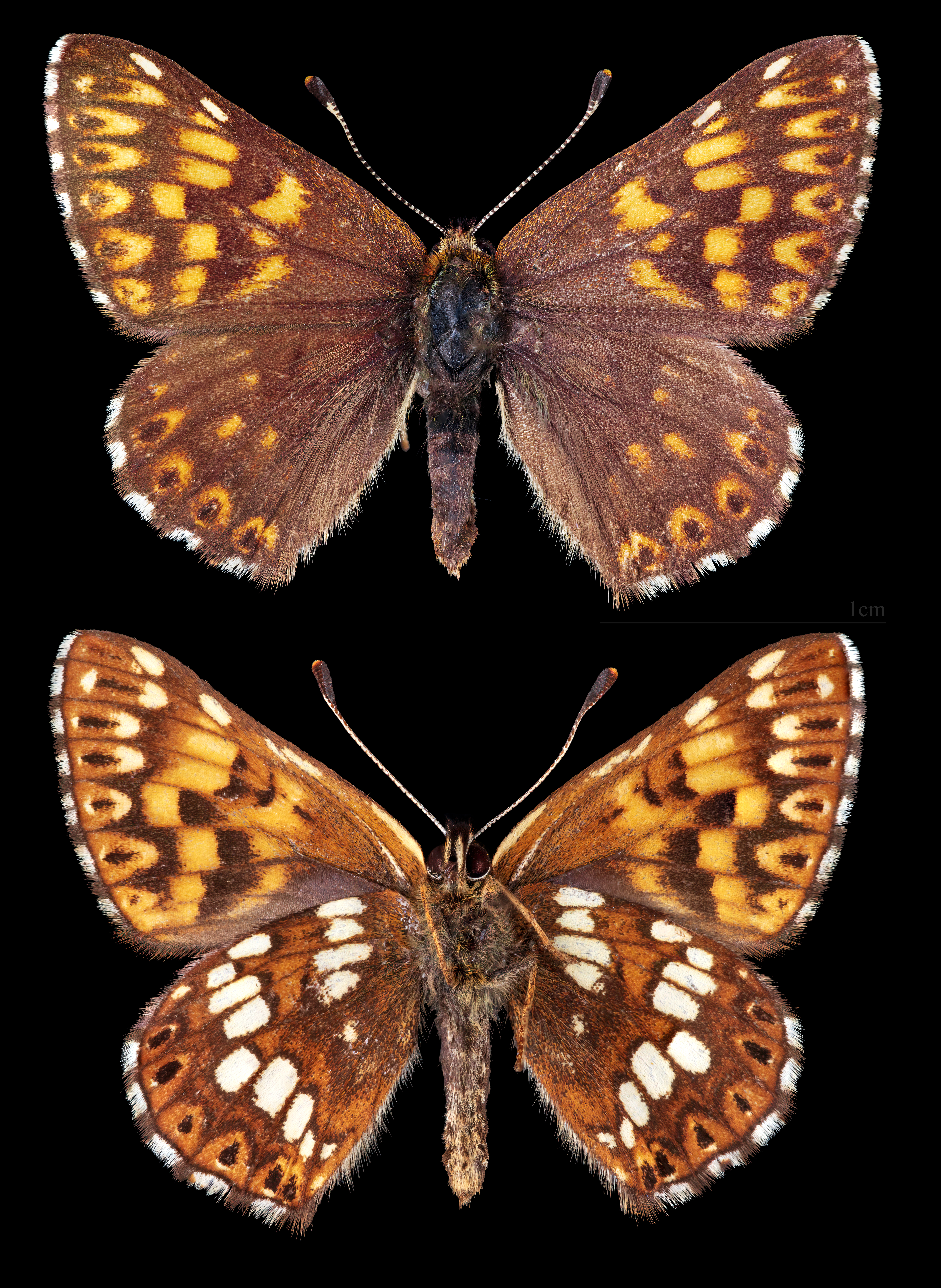 pestrobarvec petrklíčový (Hamearis lucina)