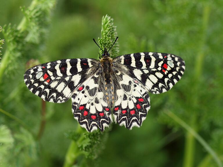 Pestrokřídlec červený Pestrokřídlec červený (Zerynthia rumina)
