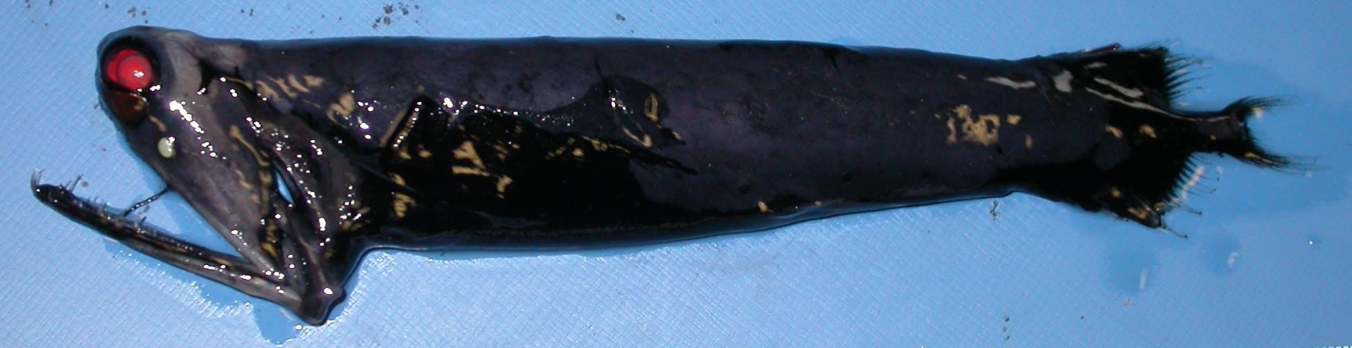 Pestrosvítivec černý (Malacosteus niger)