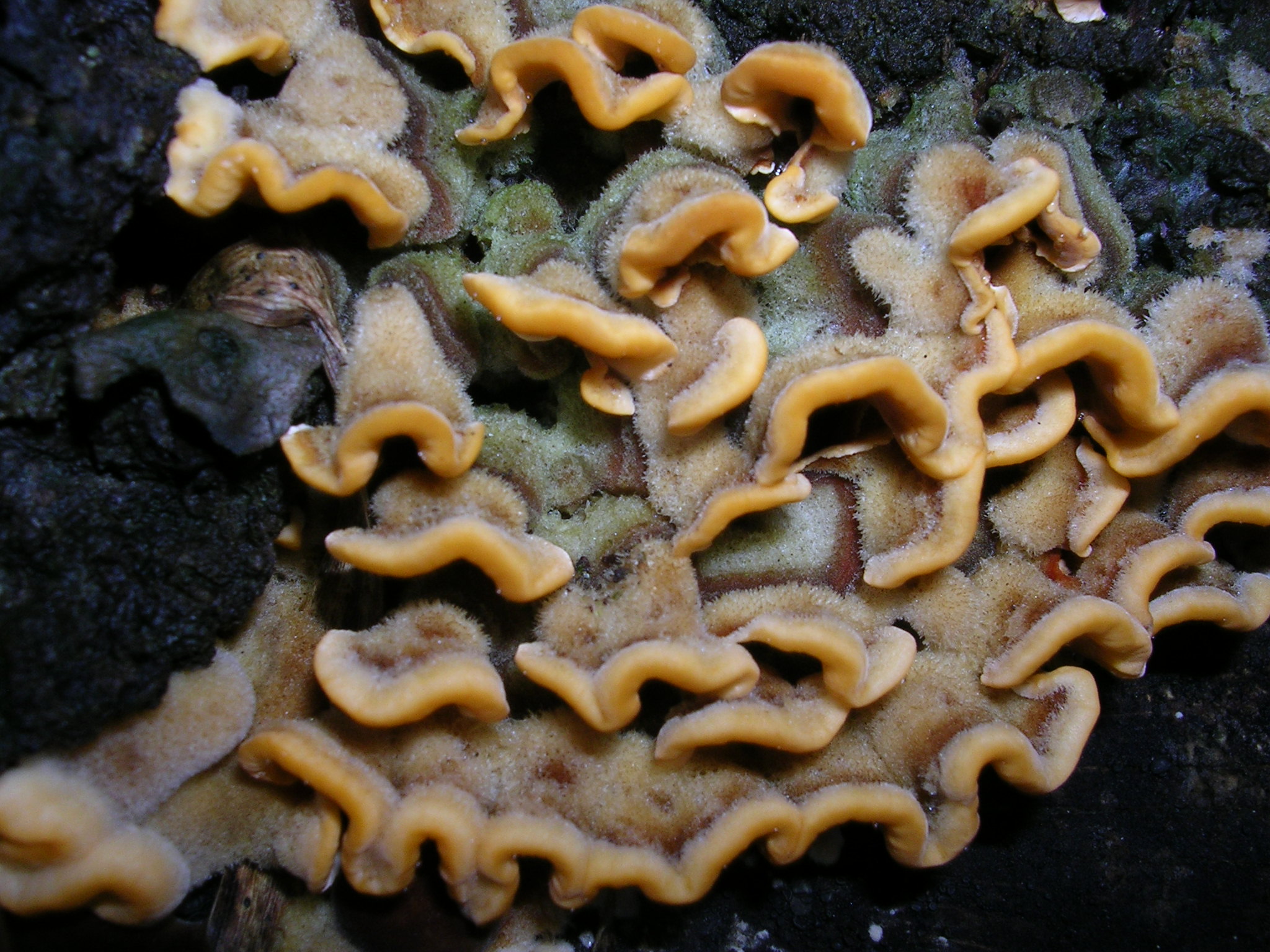 pevník chlupatý (Stereum hirsutum)