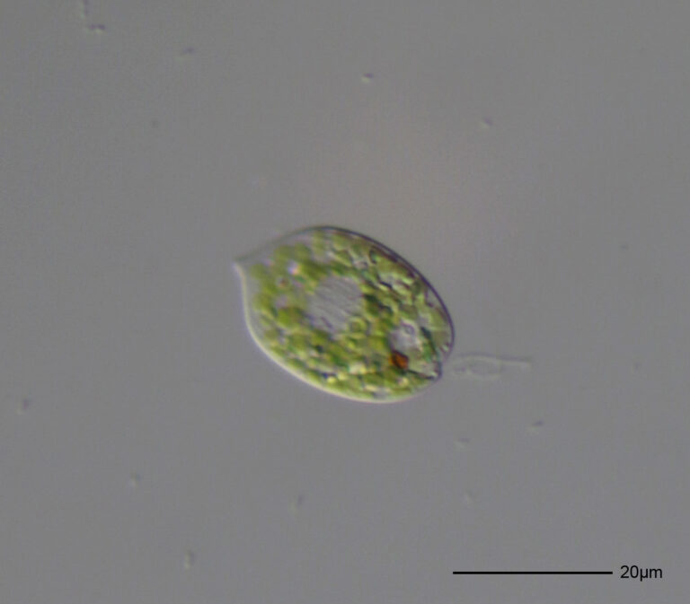 Phacus acuminatus