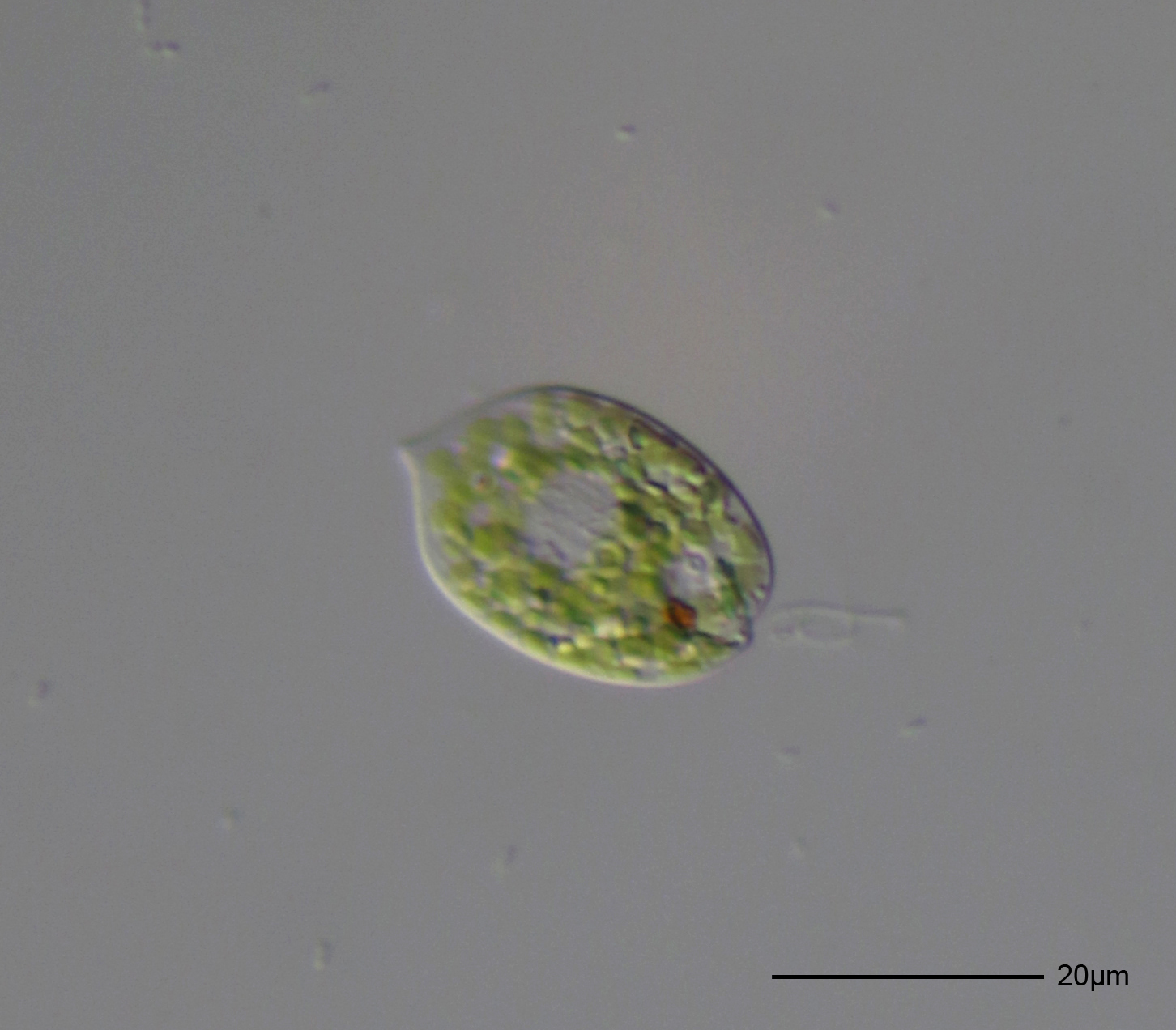 Phacus acuminatus