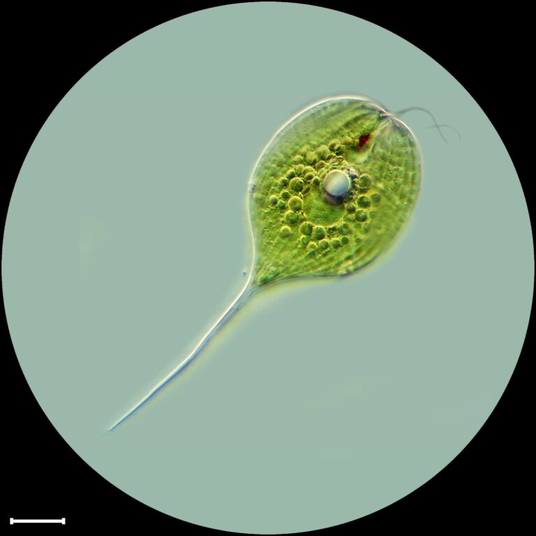 Phacus longicauda Phacus longicauda