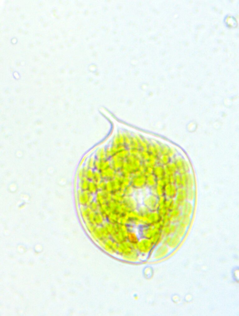 Phacus orbicularis Phacus orbicularis
