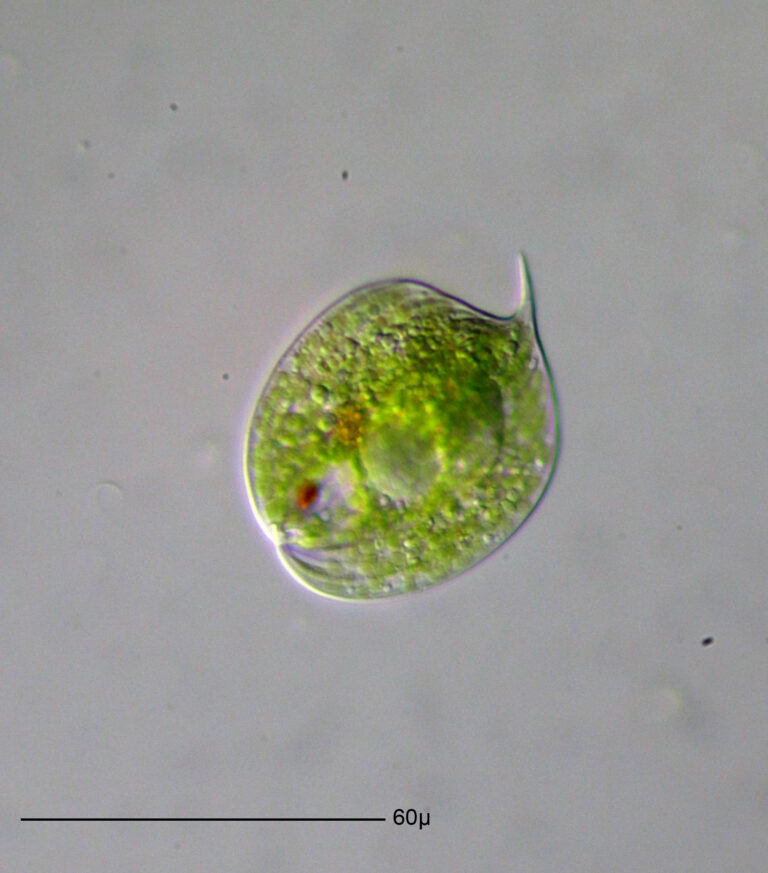 Phacus pleuronectes