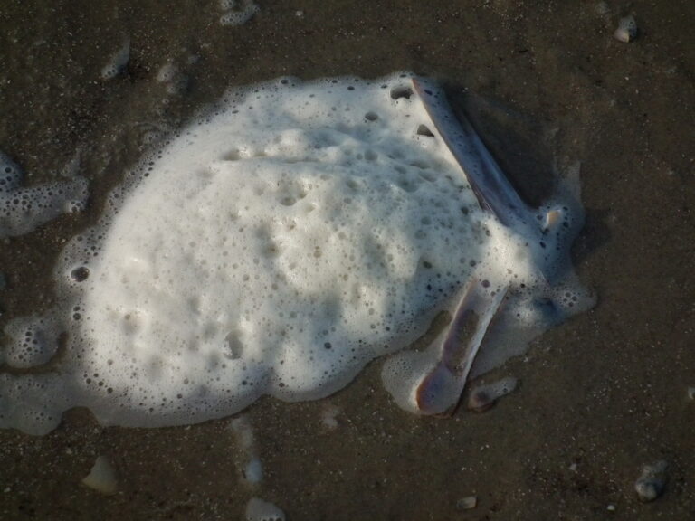 Phaeocystis globosa