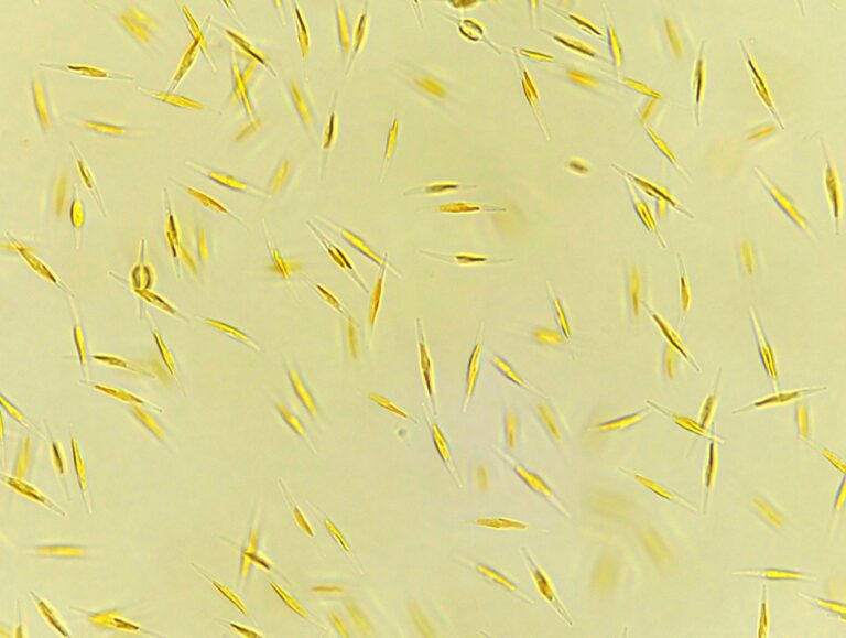 Phaeodactylum tricornutum