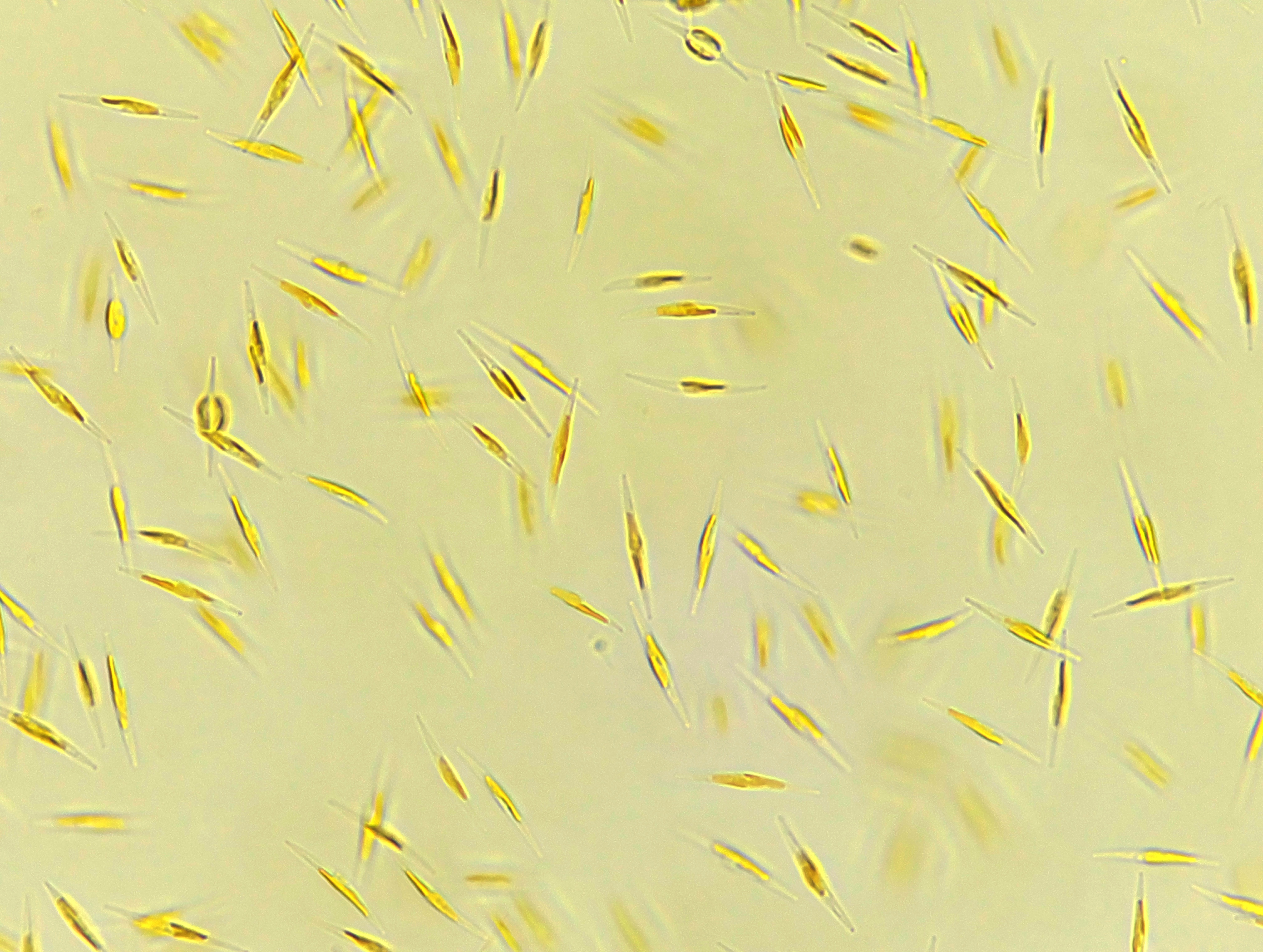 Phaeodactylum tricornutum