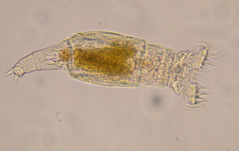 Philodina acuticornis