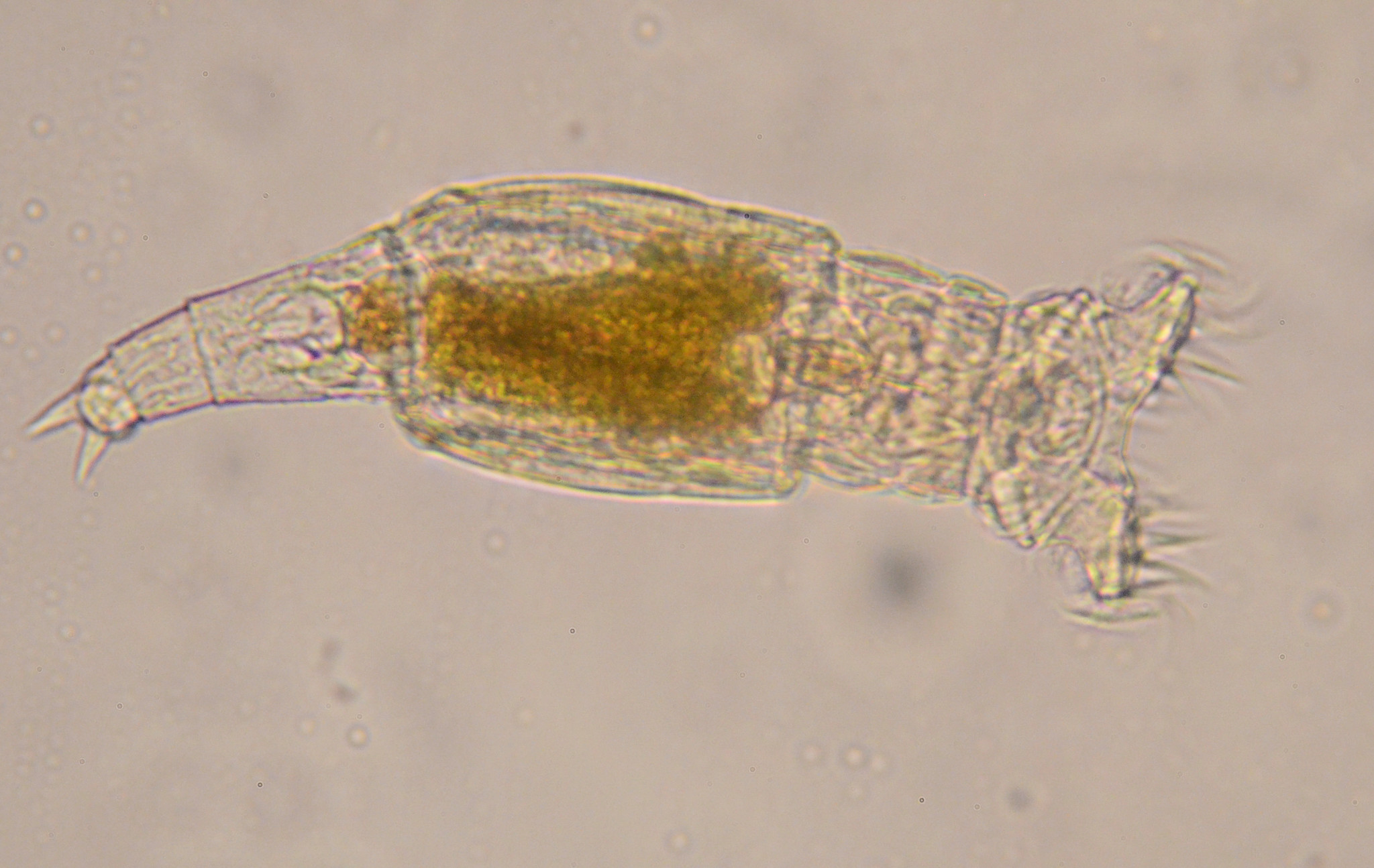 Philodina acuticornis