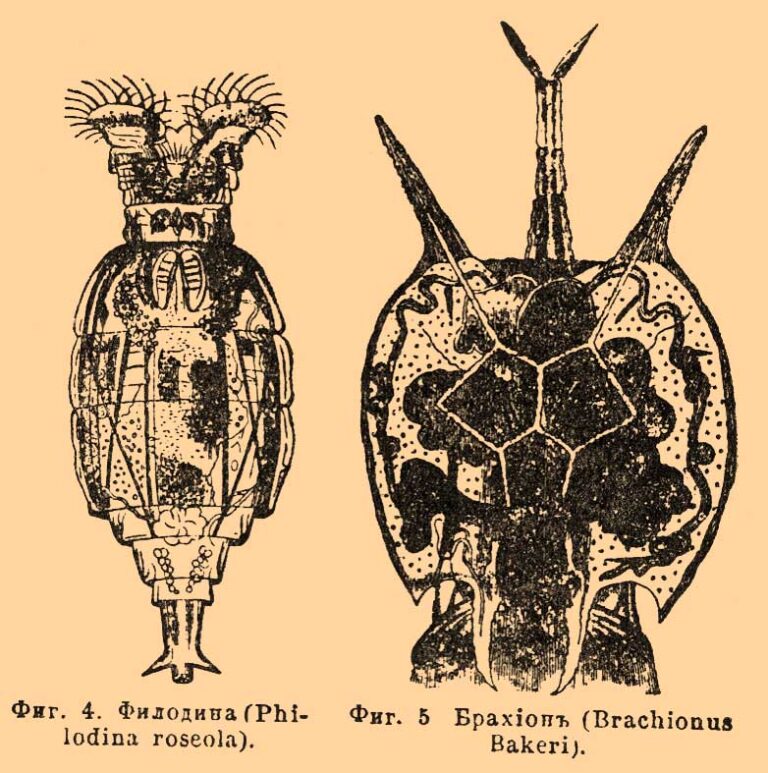 Philodina roseola