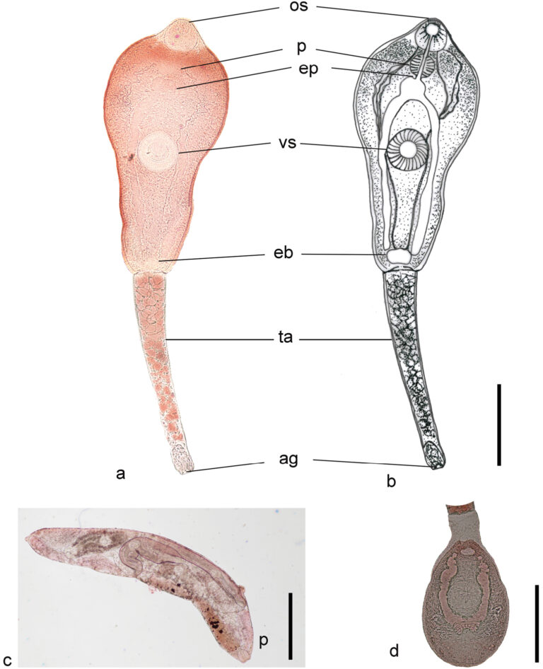 Philophthalmus gralli Philophthalmus gralli