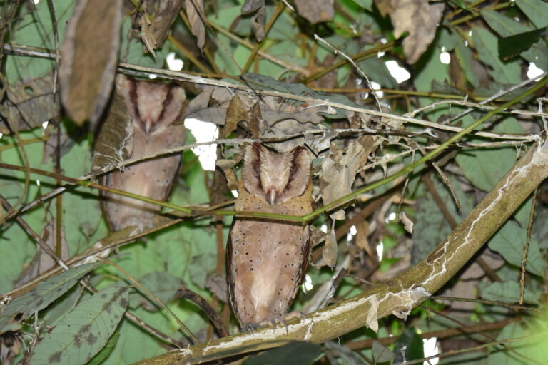 Phodilus assimilis Phodilus assimilis