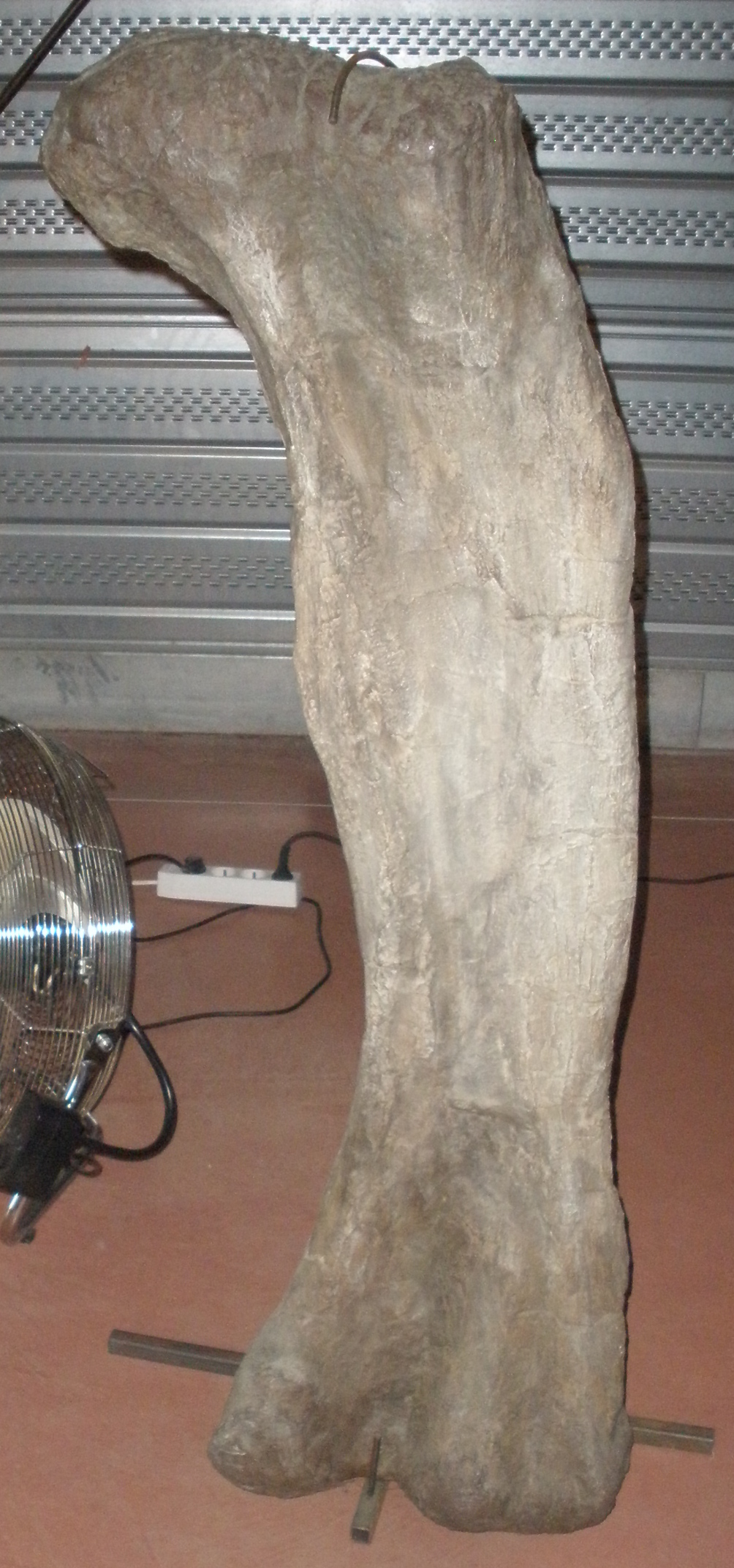 Phuwiangosaurus